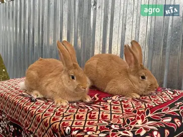 Чистопородні Бургундські кролиці (самки) - фото