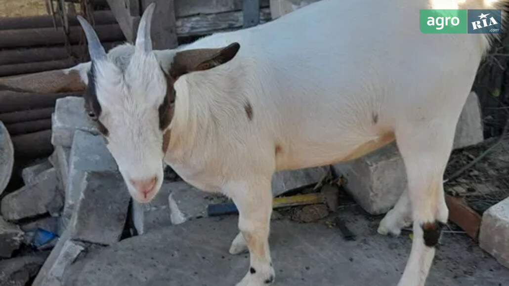 Коза    - фото 1
