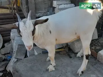 Карликова коза Голландський гном — лагідна улюблениця (6 місяців) - фото