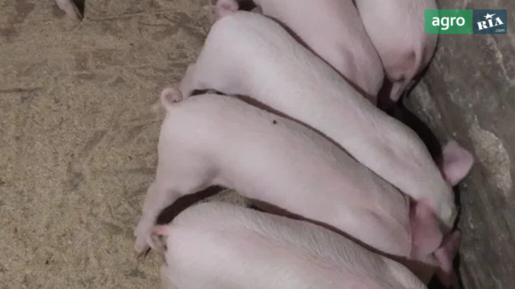 Порося    - фото 1