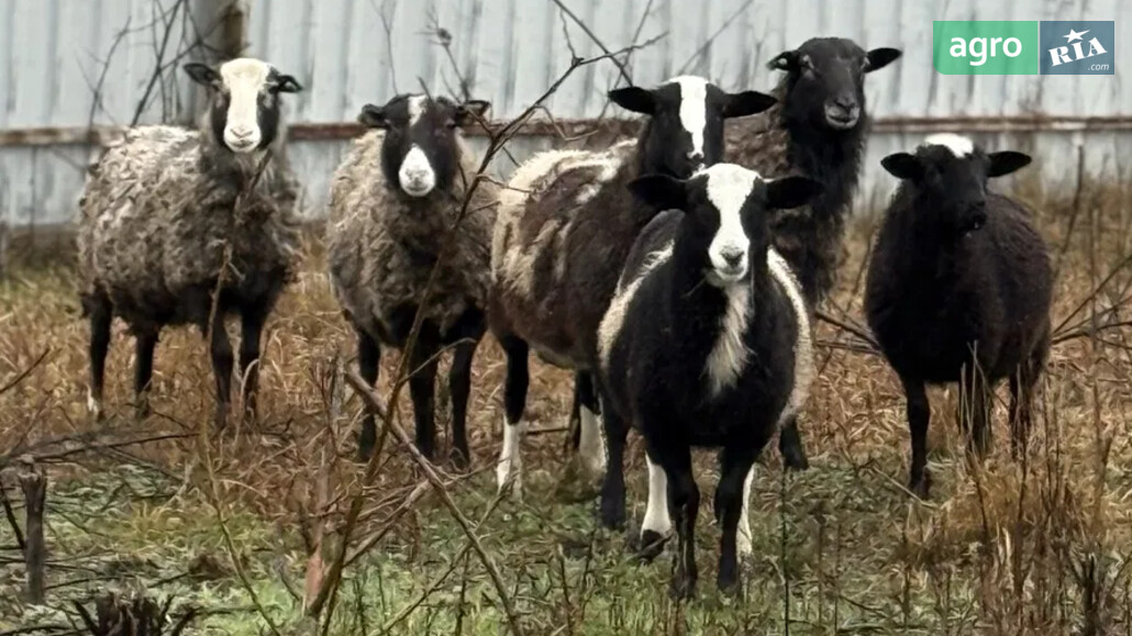 Баран    - фото 1