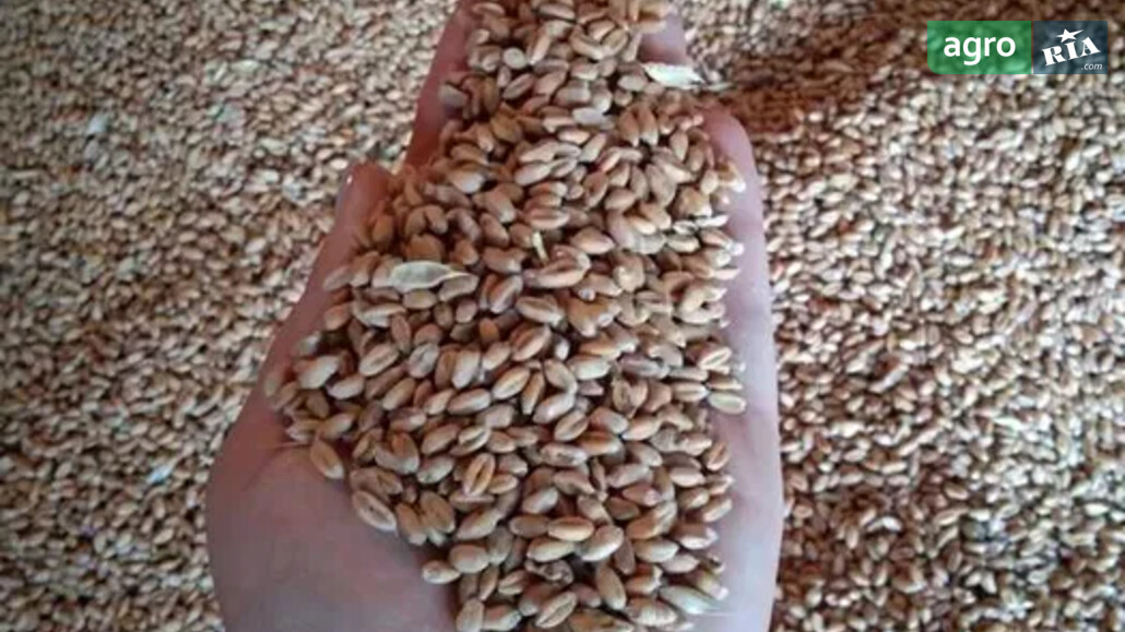 Пшениця    - фото 1