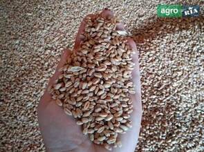 Пшениця врожай 2025 року