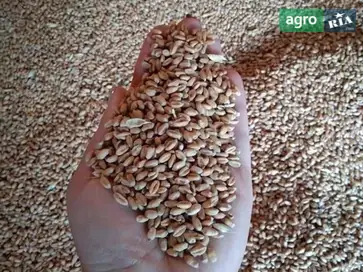 Пшениця врожай 2025 року - фото