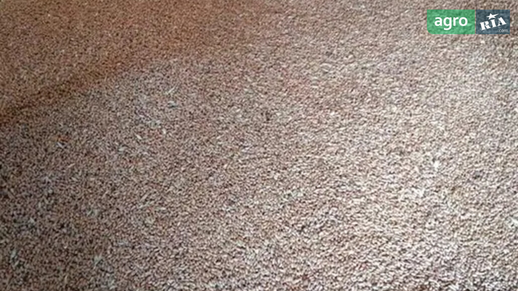Ячмінь    - фото 1