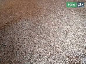 Ячмінь урожай 2025 року