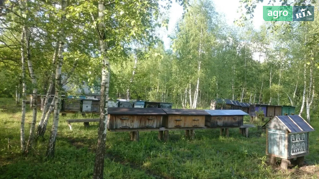 Пасіка    - фото 1