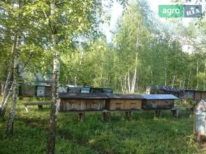 Пасіка в лісі.