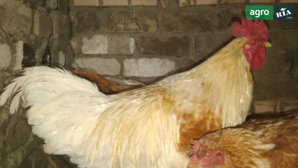 Півень    - фото 1