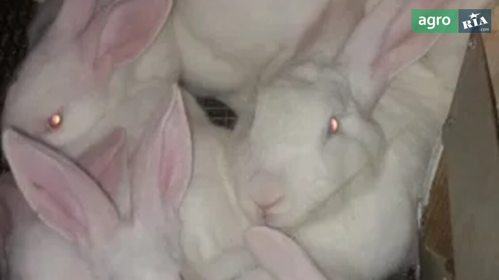 Кролі    - фото 1