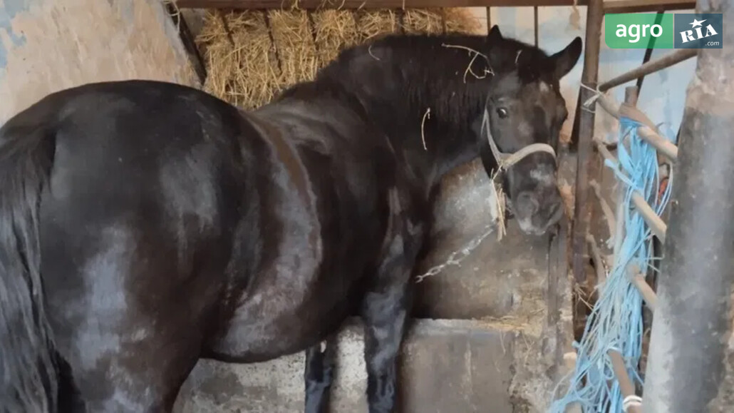 Кобила    - фото 1