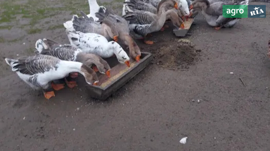 Гуси    - фото 1