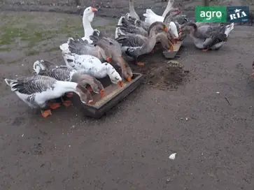  Чистокровные молодые гуси Холмогоры — элита для вашего двора. - фото