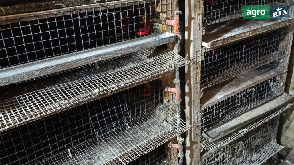 Клітка    - фото 1