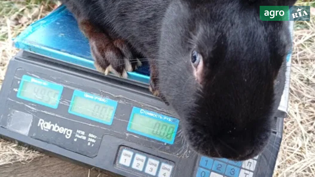 Кріль    - фото 1