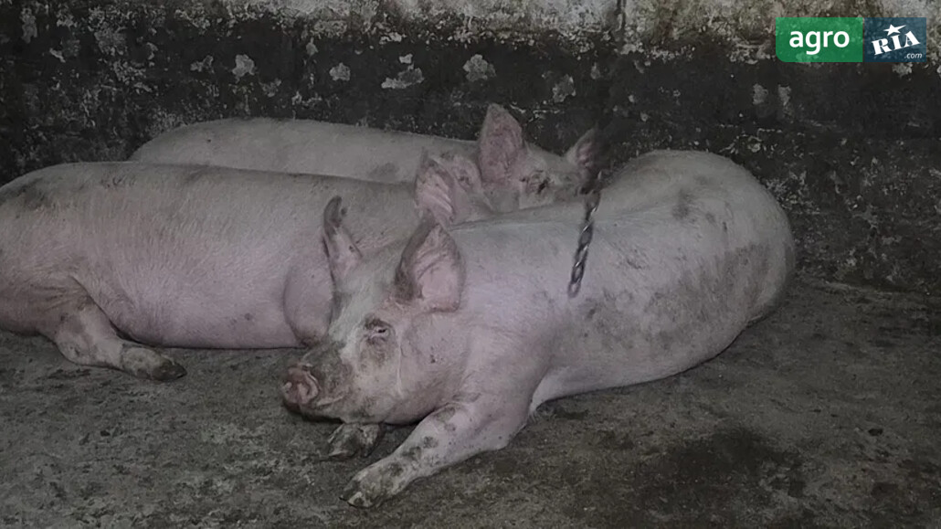 Свині    - фото 1