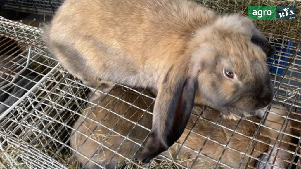 Кроленя    - фото 1