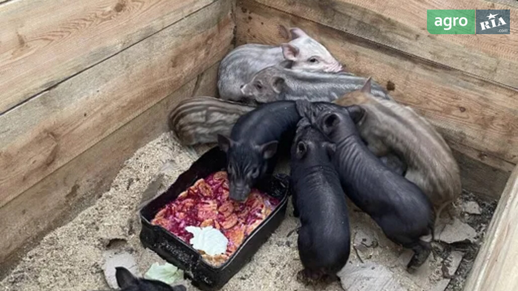 Порося    - фото 1