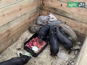 В'єтнамські поросята