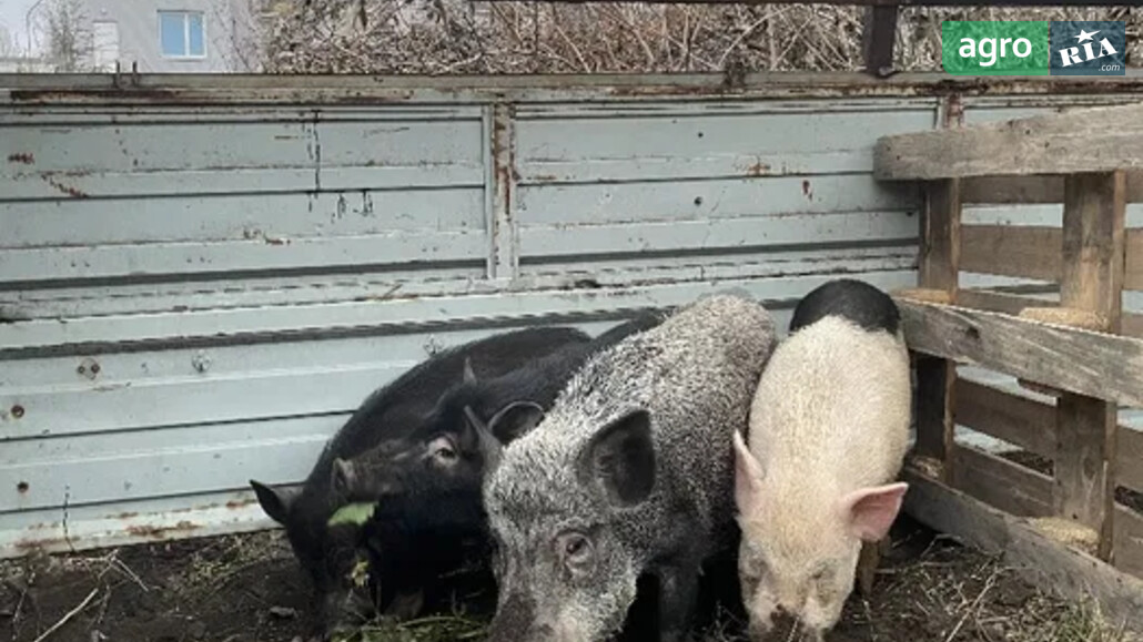 Свині    - фото 1