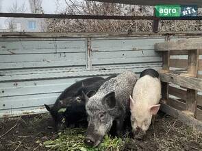 Плем'я в'єтнамських свиней.