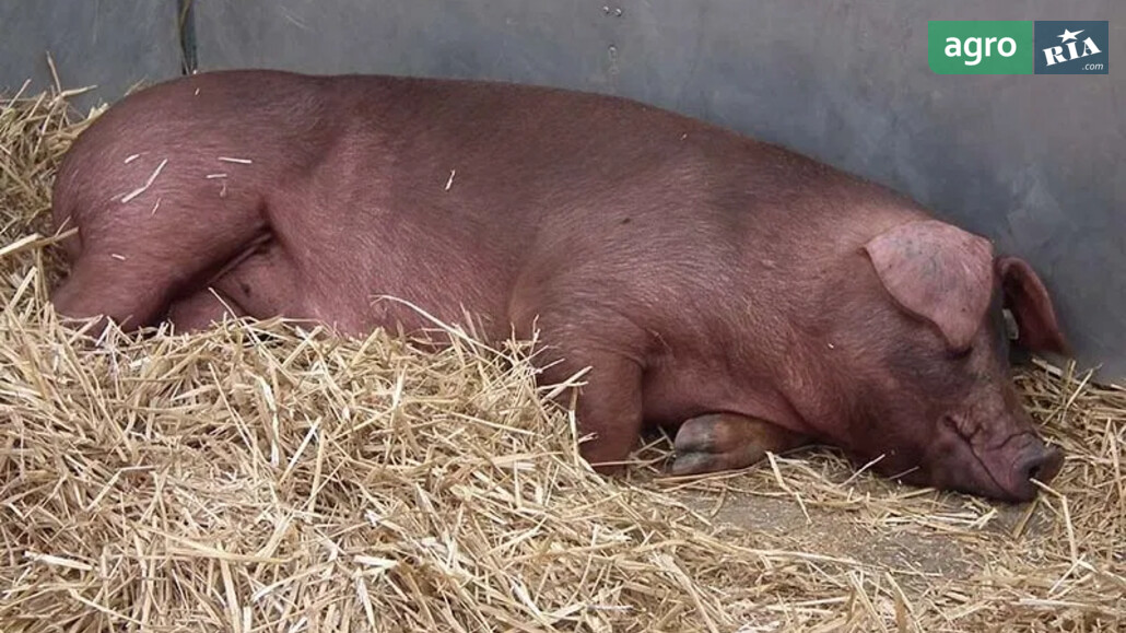 Свиня    - фото 1