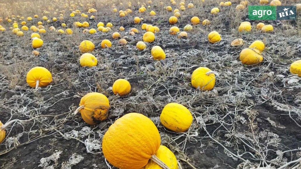 Гарбуз    - фото 1