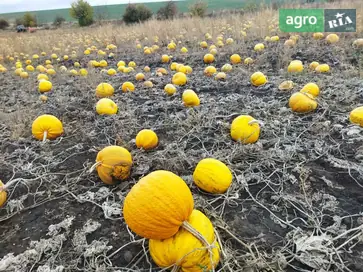 Насіння гарбуза українська багатоплідна - фото