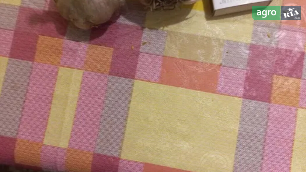 Часник    - фото 1