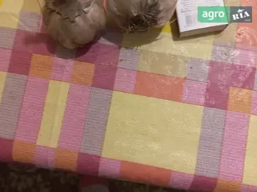 Часник міцний - фото