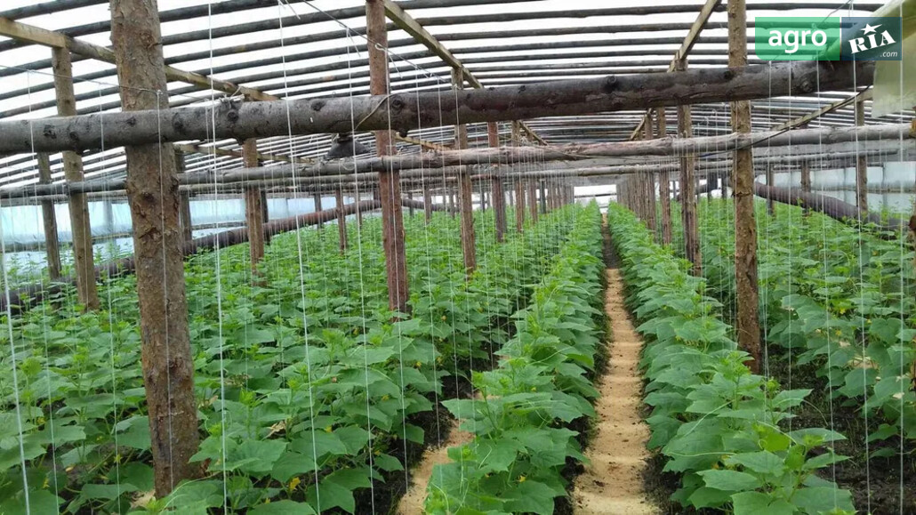Теплиця    - фото 1