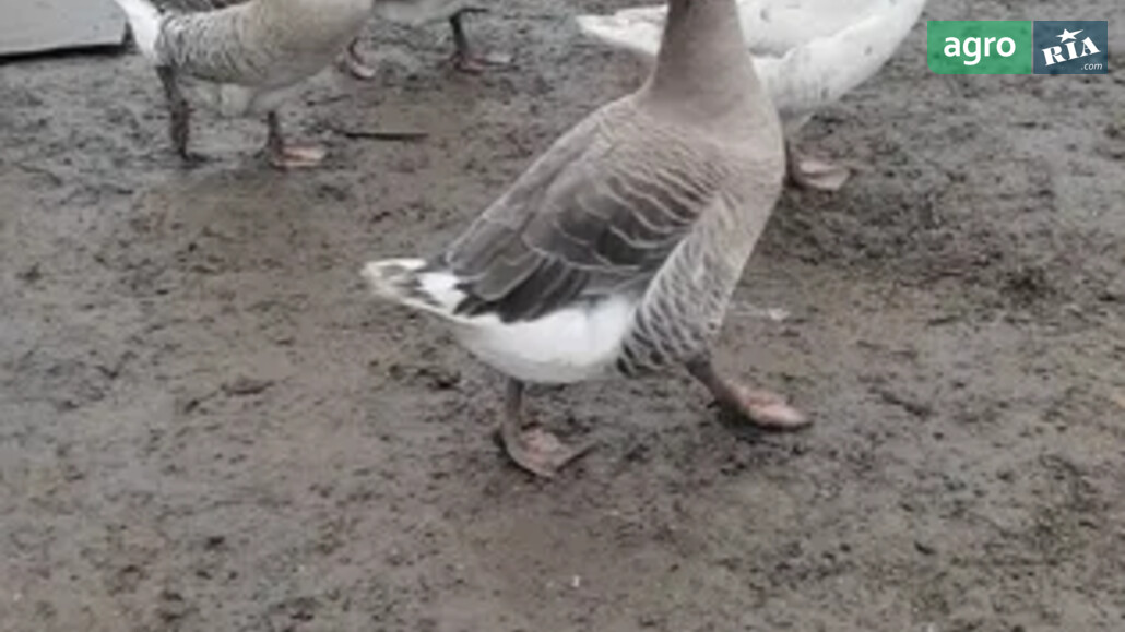 Гуси    - фото 1