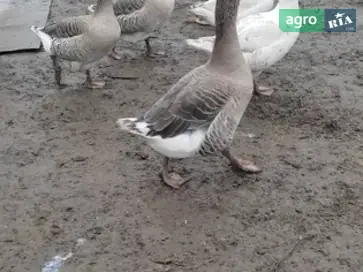 Сформированные пары гусей (6 месяцев) — 11 голов, поселок Молодежное. - фото