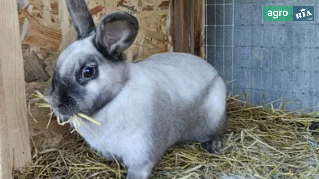 Кріль    - фото 1