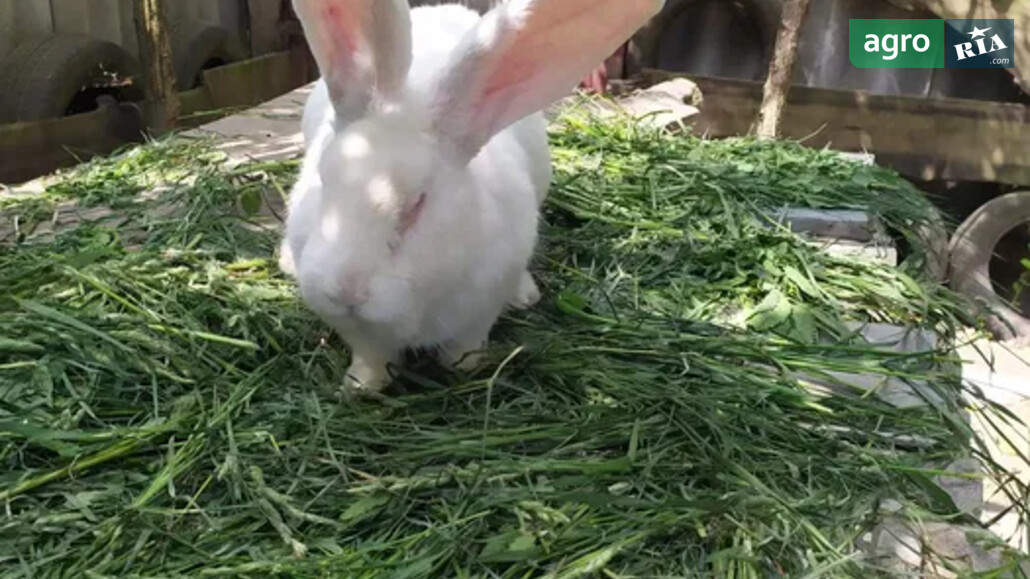 Кроленя    - фото 1