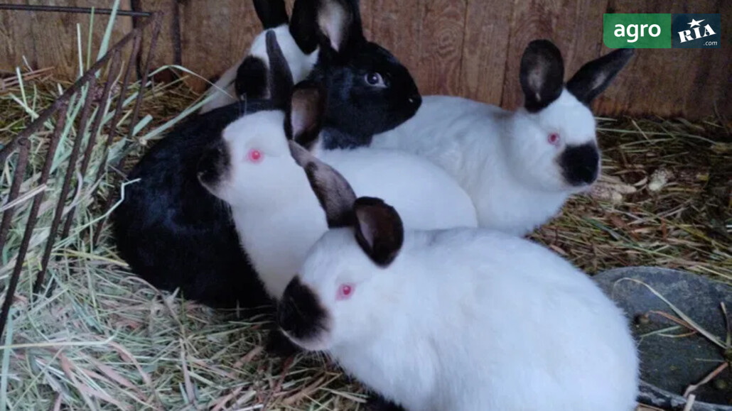 Кроленя    - фото 1