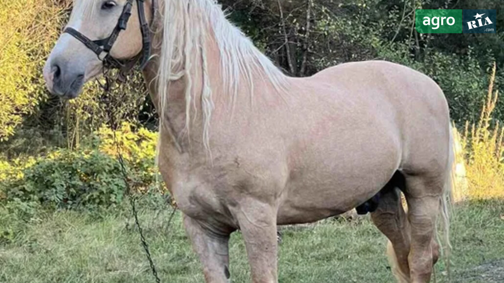 Кінь    - фото 1