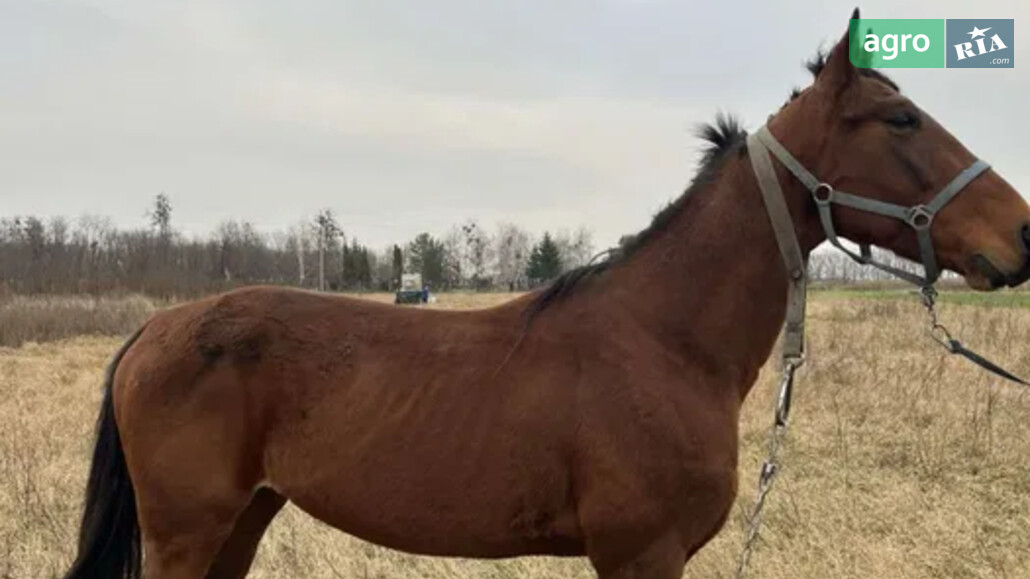 Кінь    - фото 1