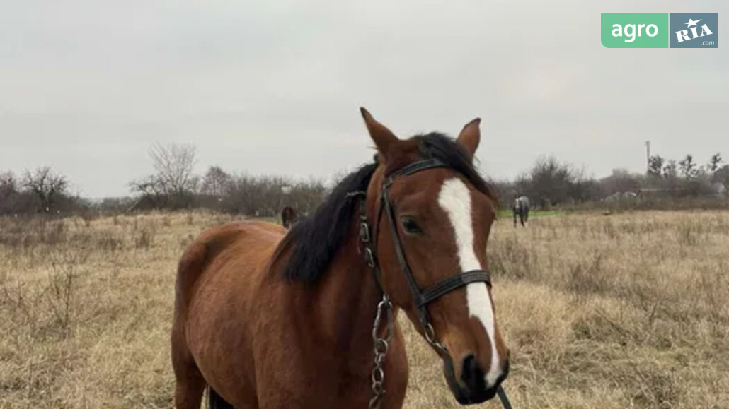 Кобила    - фото 1