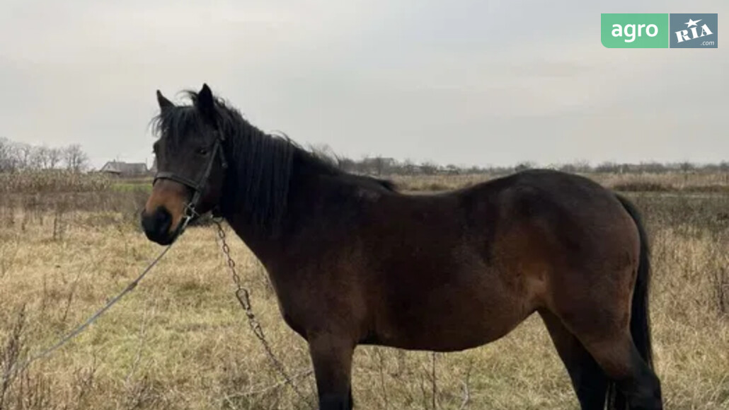 Кобила    - фото 1