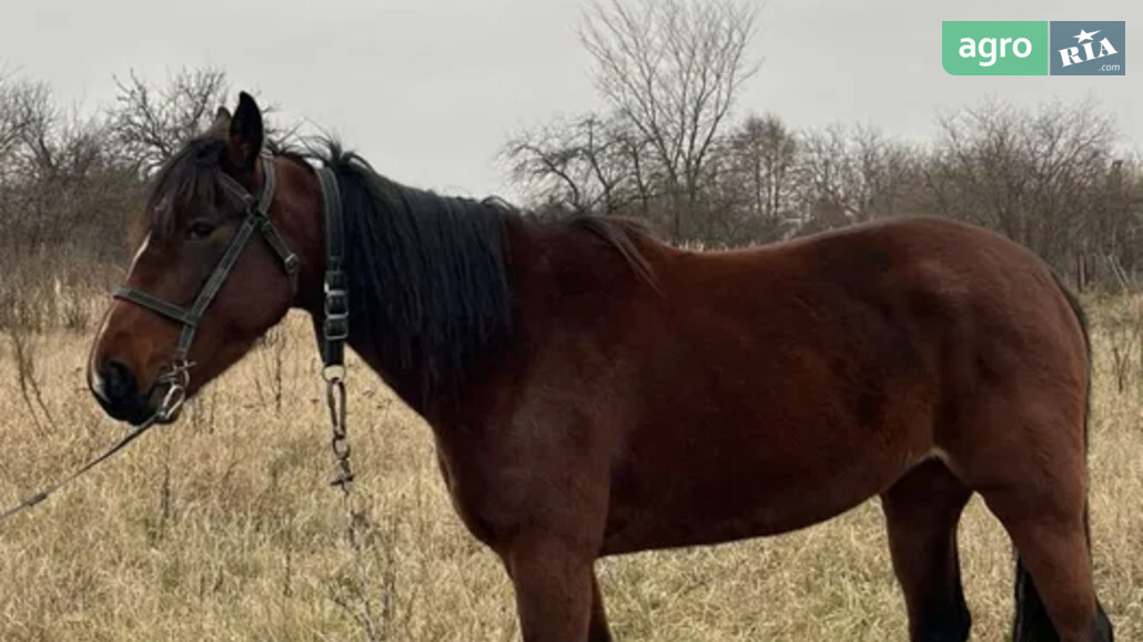 Кобила    - фото 1