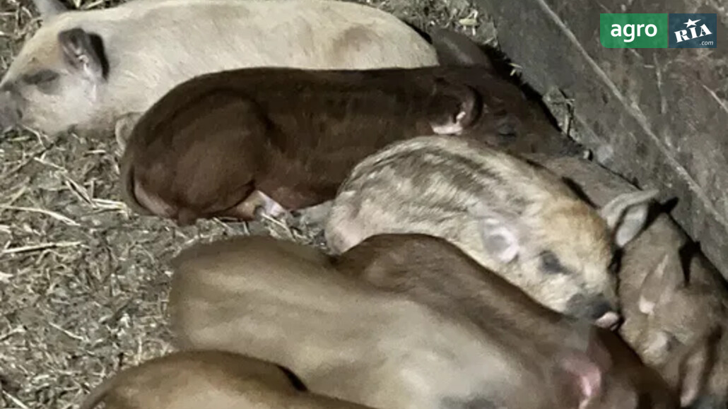 Порося    - фото 1