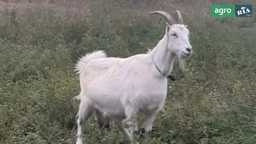 Коза    - фото 1