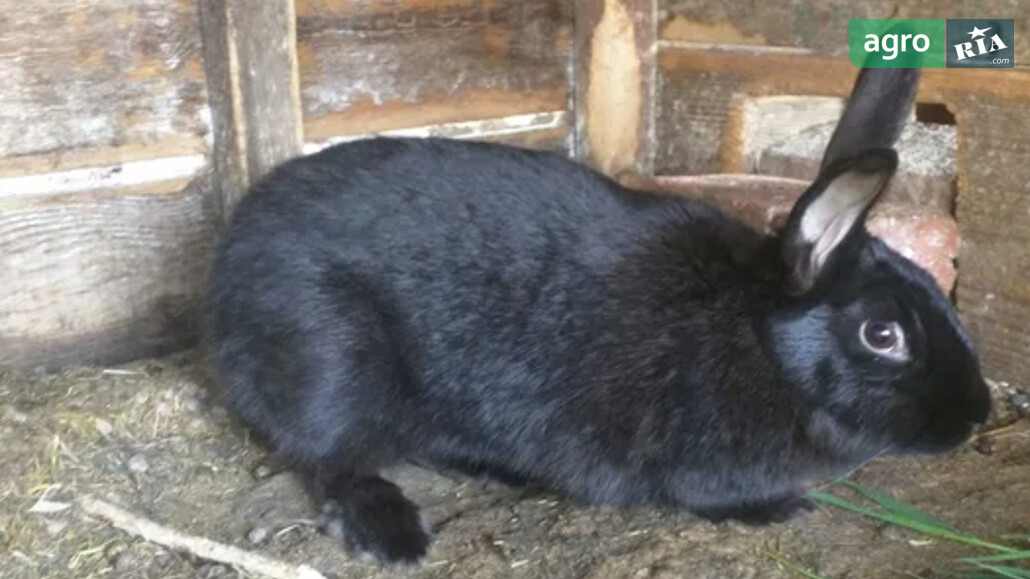 Кріль    - фото 1