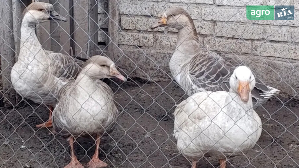 Гуси    - фото 1