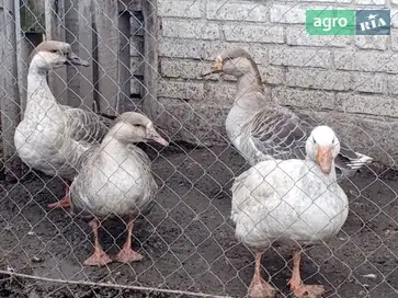 Сформирована семья домашних гусей (4 головы) — готова к разведению. - фото