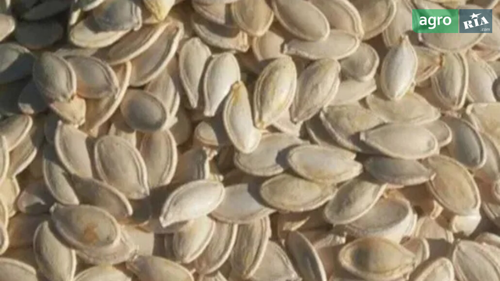 Гарбуз    - фото 1