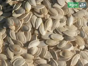 Гарбузове насіння - фото
