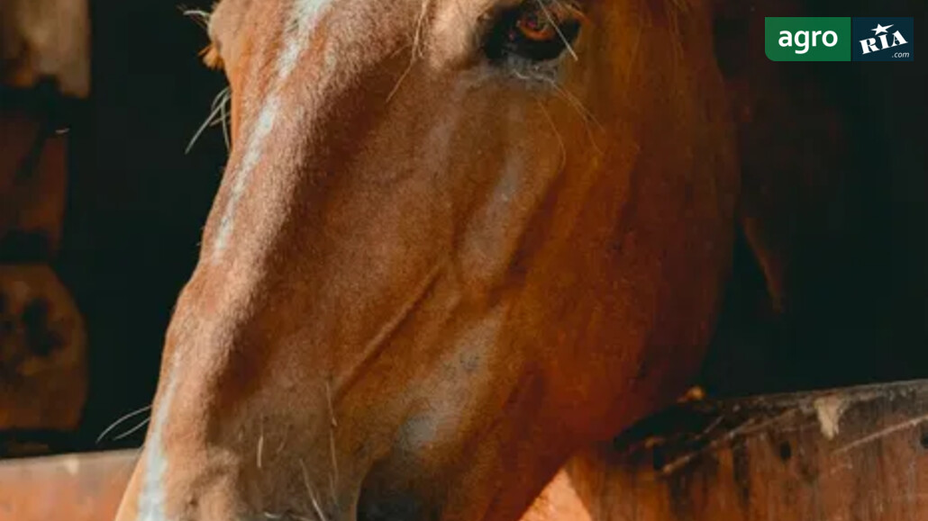 Кобыла    - фото 1
