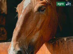 Автоматический перевод на русский) Нарядная кобыла